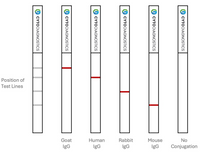 20nm NHS-Activated Gold Nanoparticle Conjugation Kit (10 Reactions)