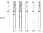 90nm Azide Gold Nanoparticles