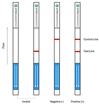 Mouse IgG Fc Lateral Flow Dipstick Assay Kit