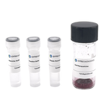 5nm NHS-Activated Gold Nanoparticle Conjugation Kit (MIDI Scale-Up Kit)