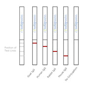 20nm NHS-Activated Gold Nanoparticle Conjugation Kit (MIDI Scale-Up Kit)