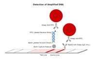 80nm NHS-Activated Gold NanoUrchins Conjugation Kit (3 Reactions)