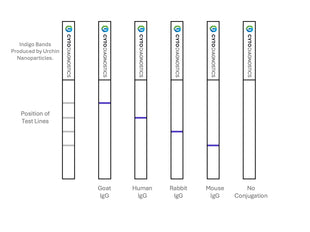80nm NHS-Activated Gold NanoUrchins Conjugation Kit (MIDI Scale-Up Kit)