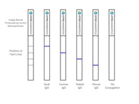 Conjugation QC Lateral Flow Dipstick Kit