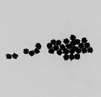 70nm Endotoxin Free Gold NanoUrchins