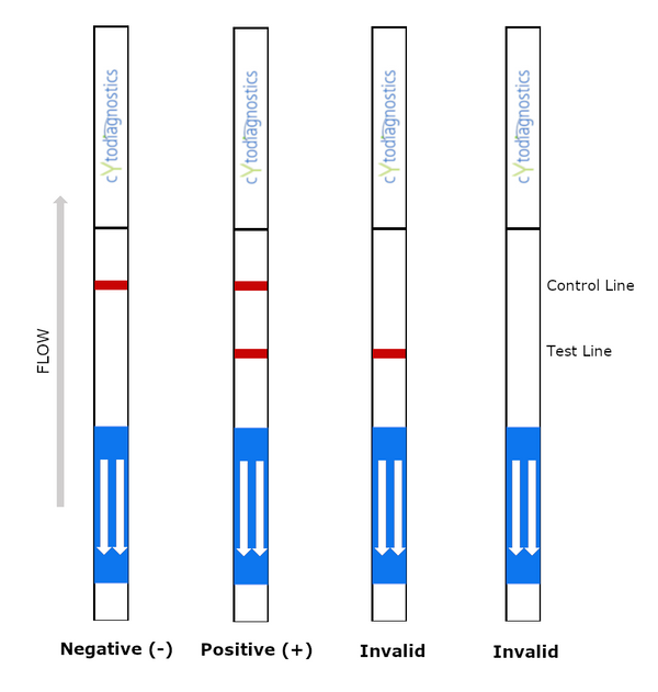 Rabbit Fc Lateral Flow Dipstick Assay Test Interpretation