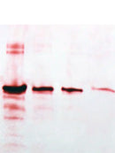 Gold Protein Detection Kit for Membranes-1